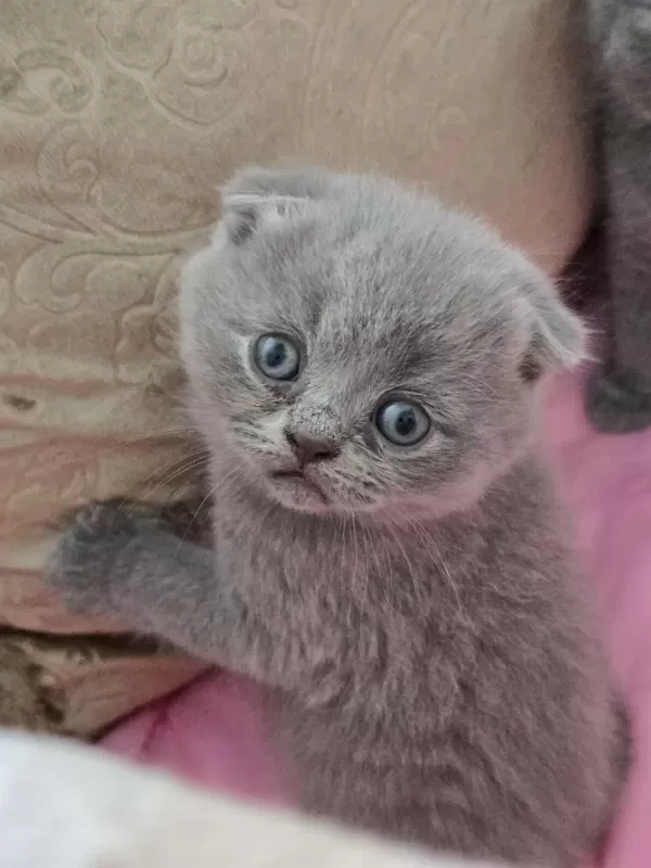 Scottish Fold Gri Yavrular