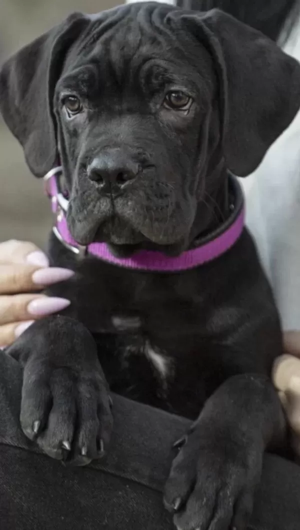 Cane Corso Köpeğimiz