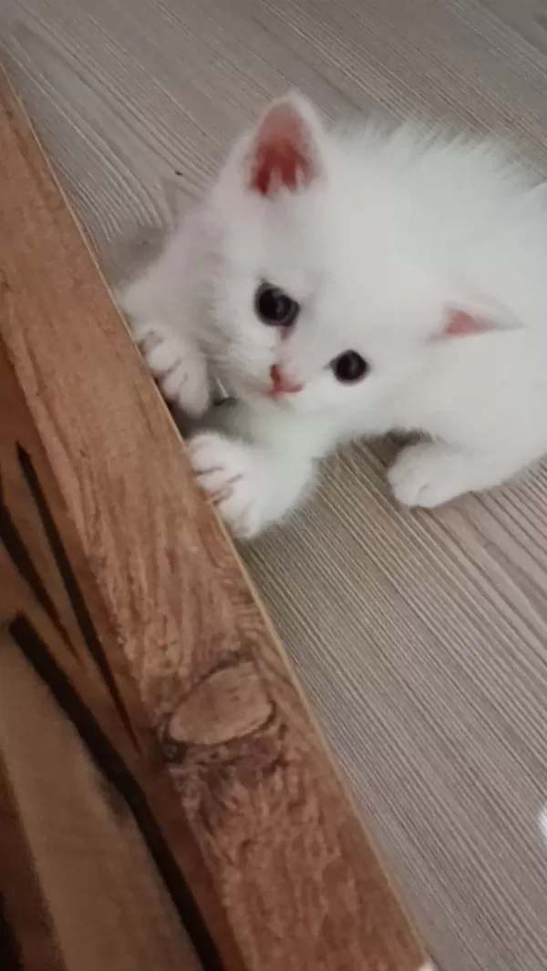 8 Haziran Doğumlu Erkek British Longhair