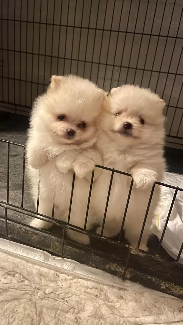 Orijinal Pomeranian Boo