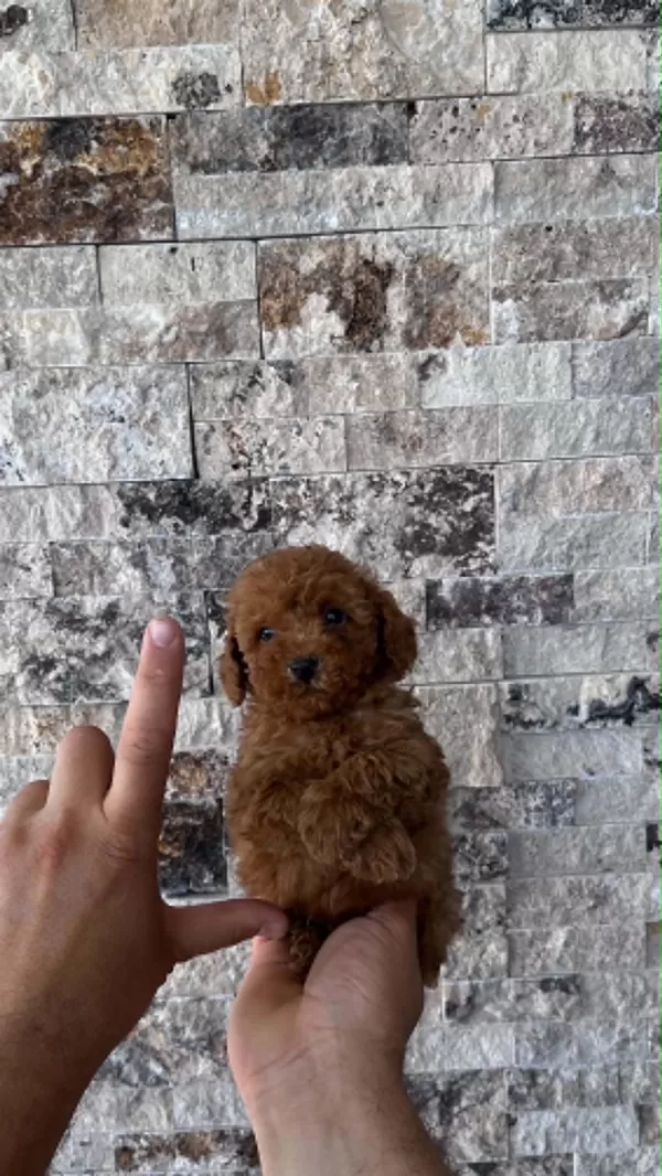 Kore Teacup Red Brown Poodle Yavrular