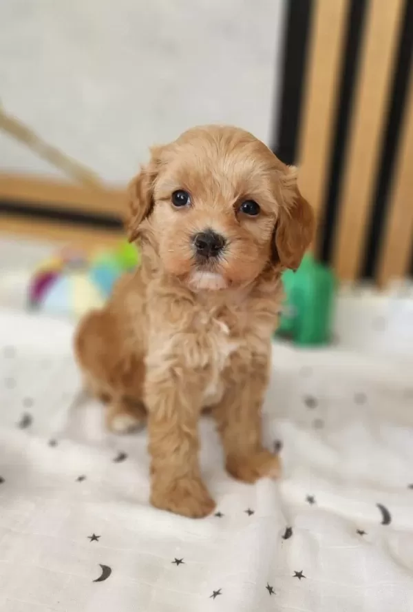 Maltipoo Yavrularimiz