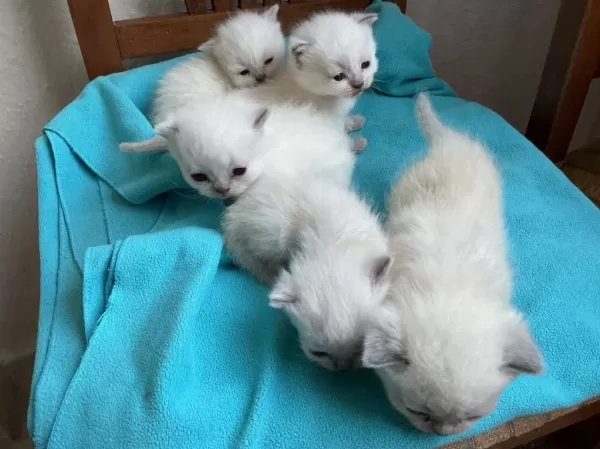 Yeni Doğan Kedilerime Sicak Yuva Araniyor