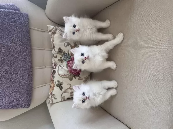 3 Adet British Longhair Silver Shaded Erkek Yavru
