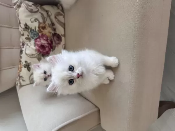 3 Adet British Longhair Silver Shaded Erkek Yavru
