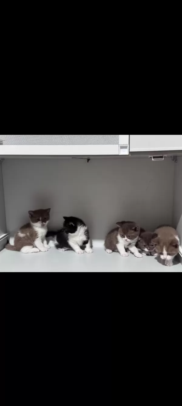 40 Günlük British Shorthair Yavrular