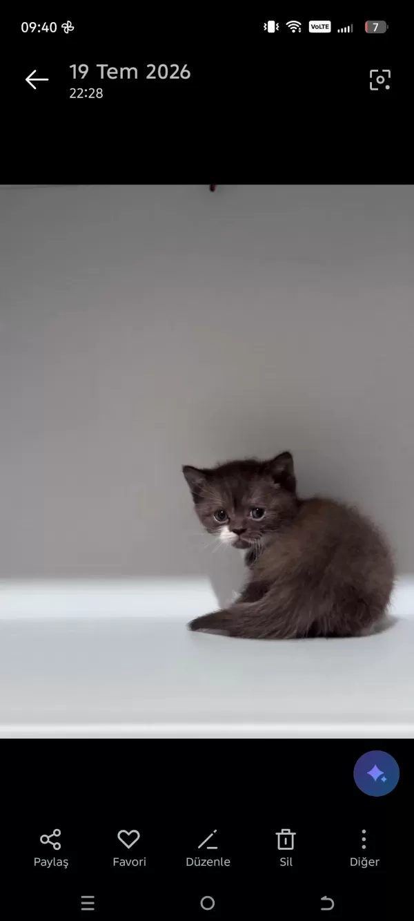 40 Günlük British Shorthair Yavrular