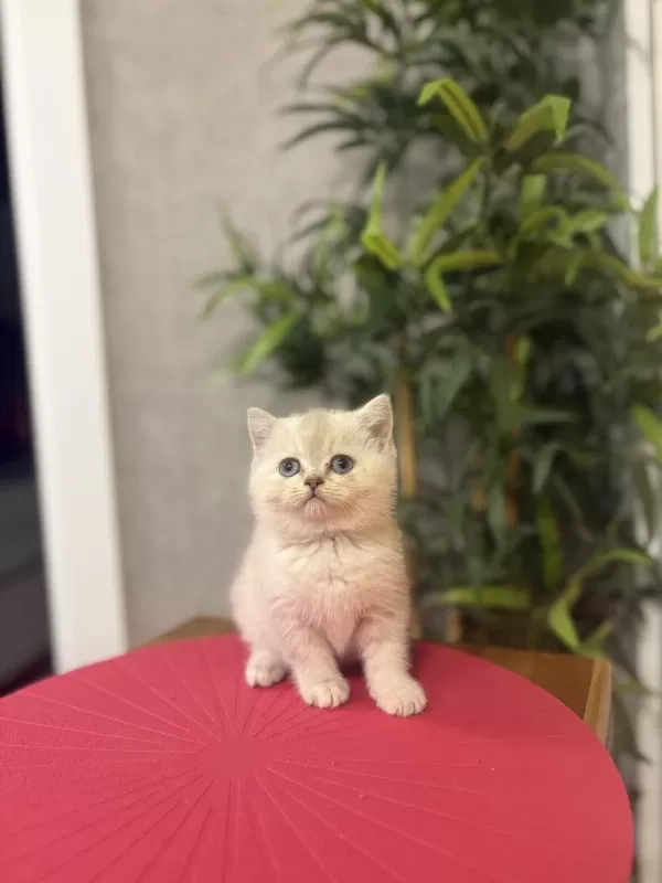 British Shorthair Silver Yavrularim