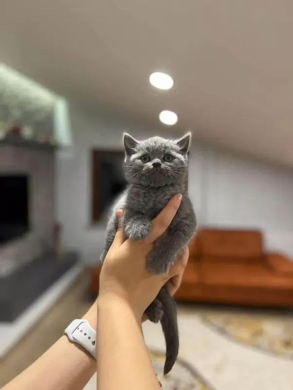 British Shorthair Blue Yavrularim