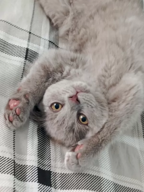 British Shorthair Yavrular