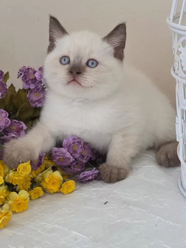 British Shorthair Bebekler