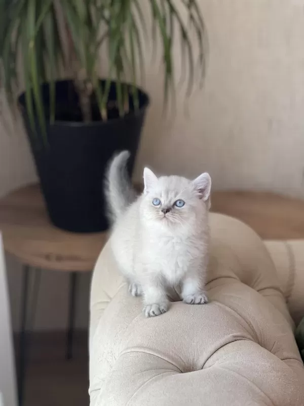 A Kalite British Shorthair Yavrum