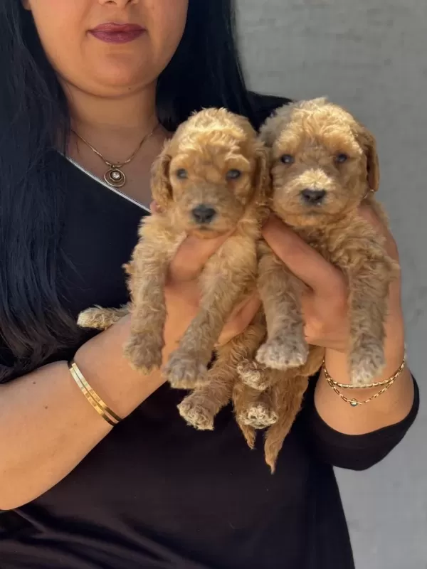 Ufacık Toy Poodle Yavrularım