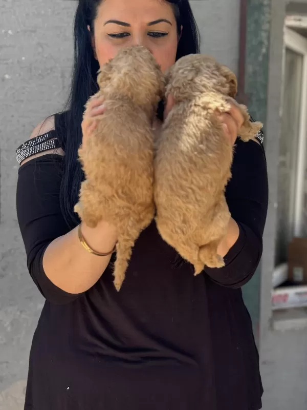 Ufacık Toy Poodle Yavrularım