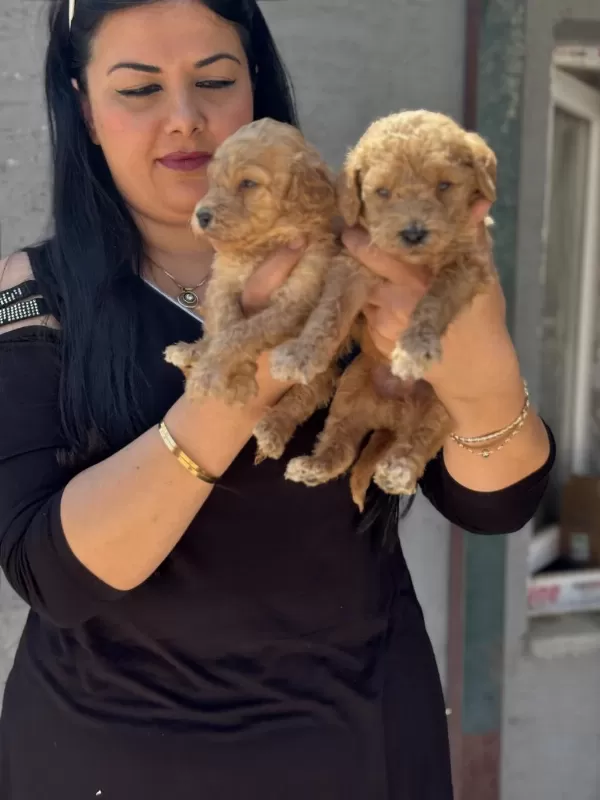 Ufacık Toy Poodle Yavrularım