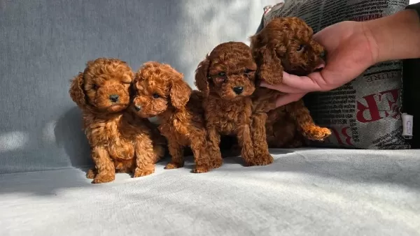 Toy Poodle Yavrularım