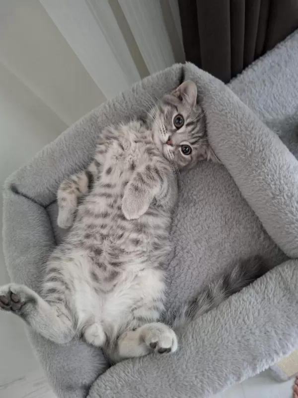 British Shorthair 3 Aylık Kedimiz