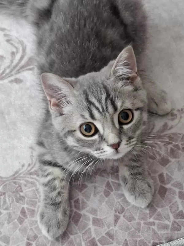 British Shorthair 3 Aylık Kedimiz