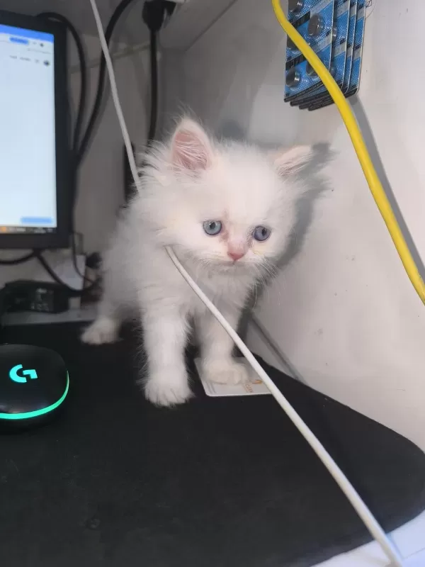 Erkek Blue Eyes British Longhair