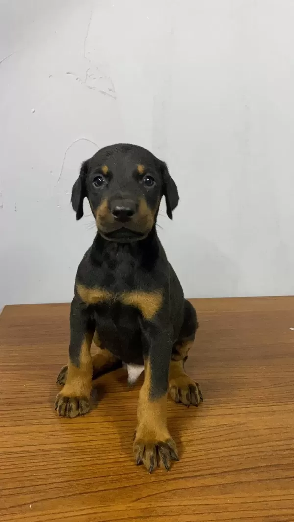 Estetikli Veya Estetiksiz Doberman Yavrular