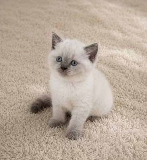 Show Kalite British Shorthair Longhair Yavrular