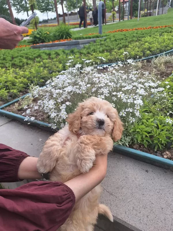 Harika 4 Aylik Maltipoo