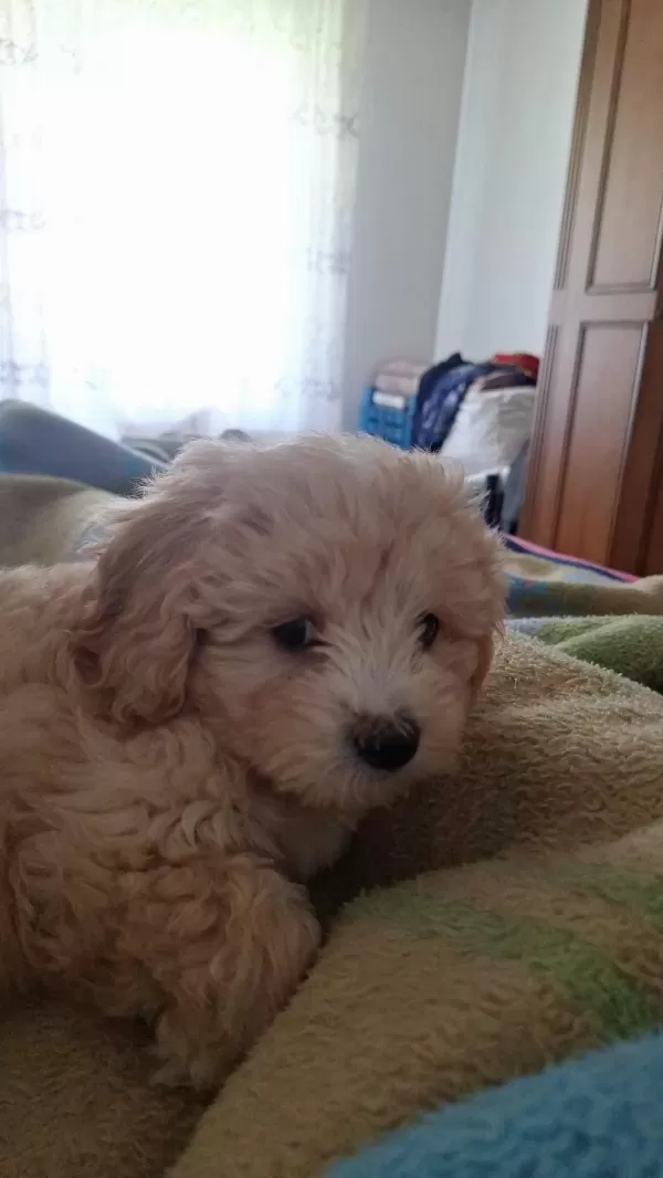 Harika 4 Aylik Maltipoo