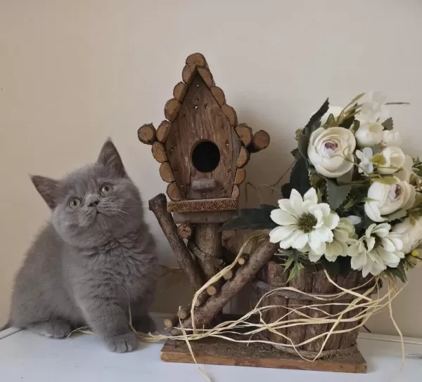 Munchkin Cüce Kedimiz
