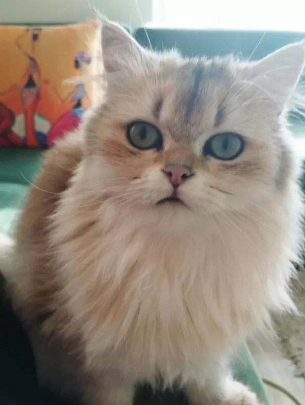Golden British Shorthair