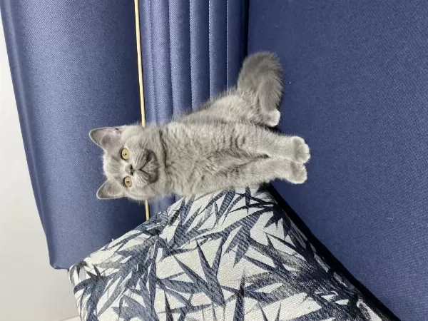 Yavru British Shorthair