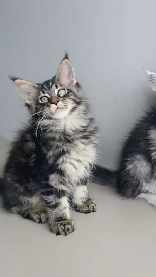 Son Kalan Xxl Mainr Coon Değerinin Altında Verilecek