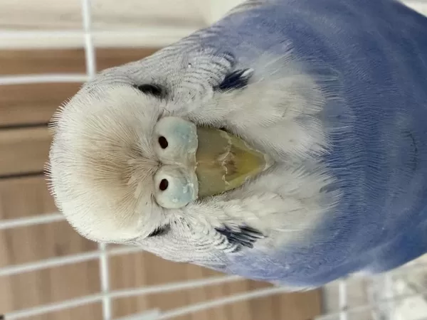 Erkek Bebek Muhabbet Kuşu