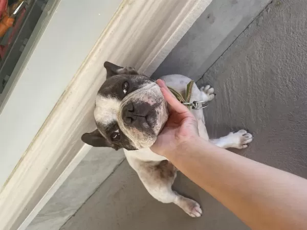 Doby Fransız Bulldog Kızıma Eş Arıyoruz