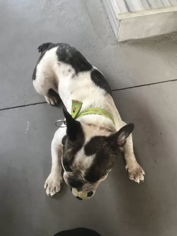 Doby Fransız Bulldog Kızıma Eş Arıyoruz