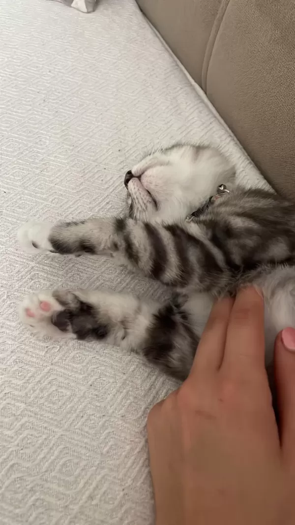 3 Aylık British Shorthair Yavrumuza Yuva Arıyoruz