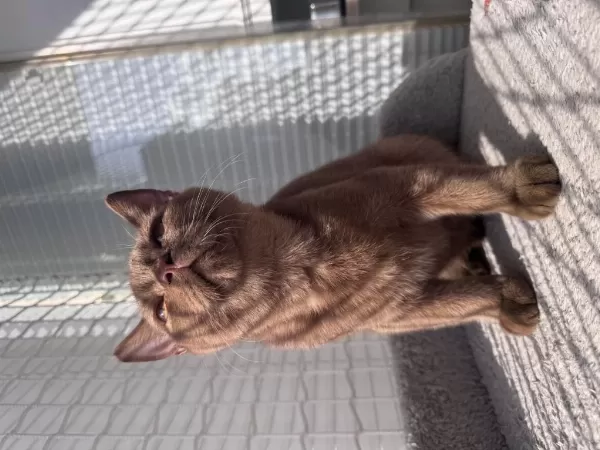 British Shorthair Cinnamon Erkek