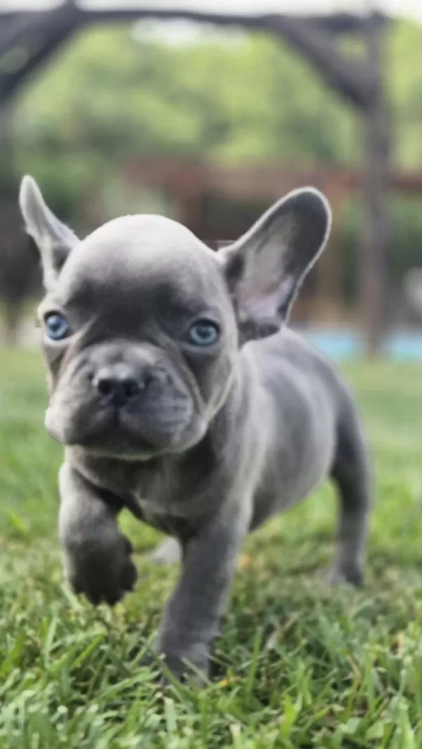 Eğitimli French Bulldog Yavrulari İstanbul