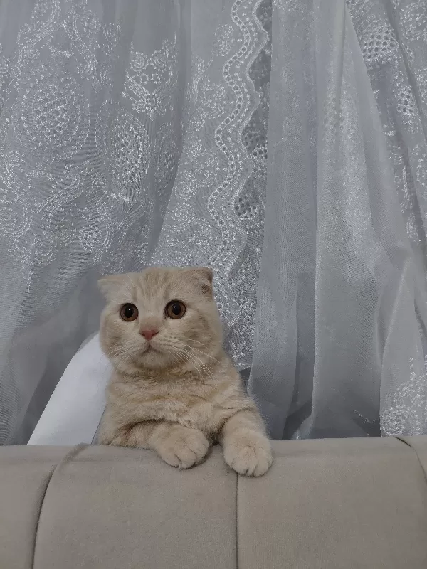 İlği manyağı  Lion 🐾