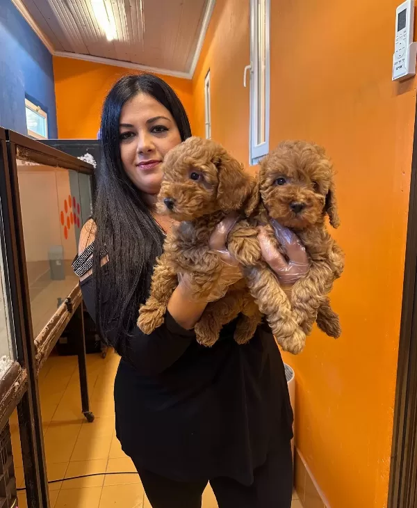 Irk Garantili Harika Toy Poodle Yavrularım