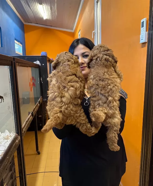 Irk Garantili Harika Toy Poodle Yavrularım