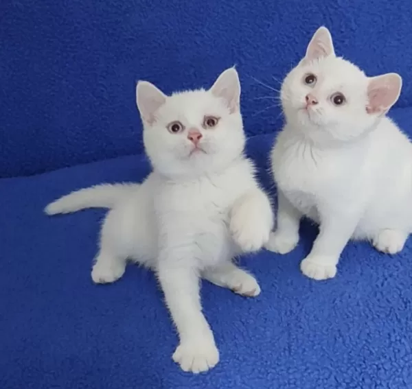 Son Kalan Yavrumuz Biyrun Çok Hesapli
