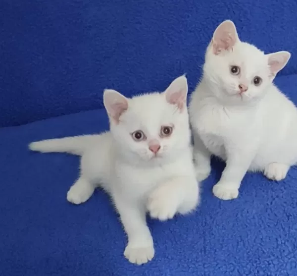 Son Kalan Yavrumuz Biyrun Çok Hesapli