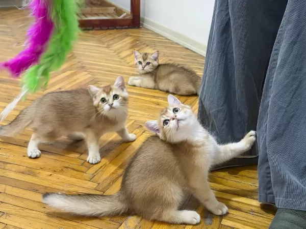 Özel Kan Hattı British Shorthair Golden (ny11 & Ny25)