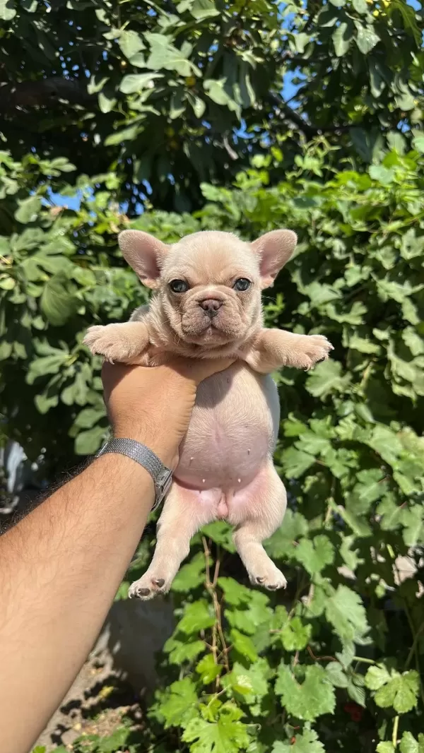 Tospik French Bulldog Yavrular (ped Eğitimli)