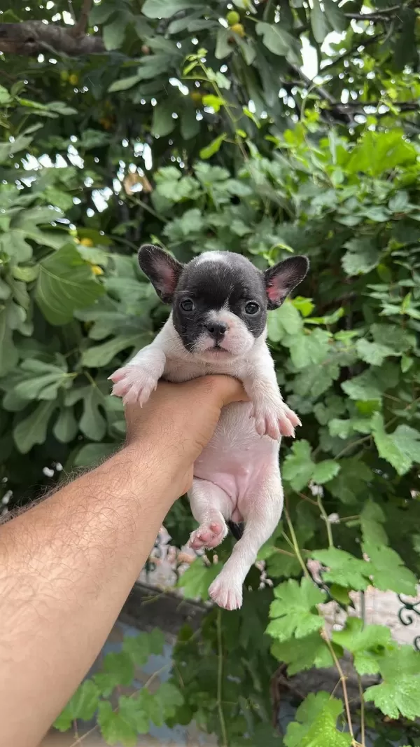 Tospik French Bulldog Yavrular (ped Eğitimli)