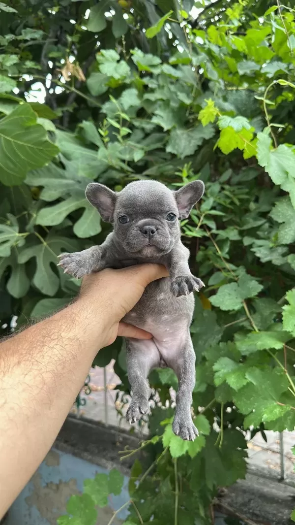 Tospik French Bulldog Yavrular (ped Eğitimli)