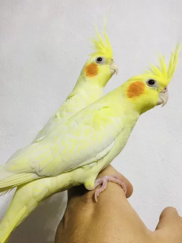 Jumbo Boy Ev Üretimi A Kalite Erkek Lutino Sultanlar
