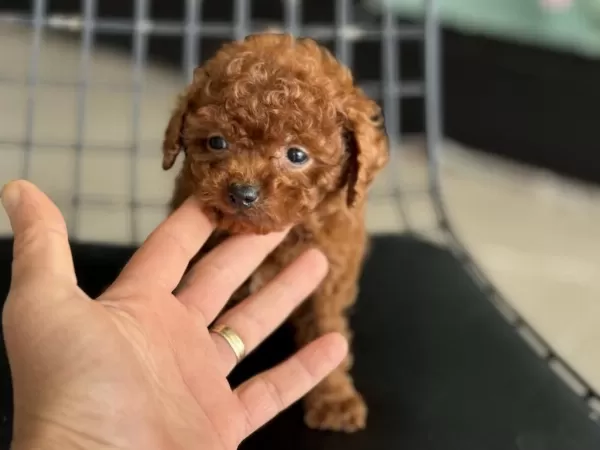 Tea Cup Kore Poodle Yavrular Petmode Den