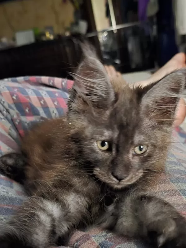 Maine Coon Erkek Wcf Kayıtlı (pet)