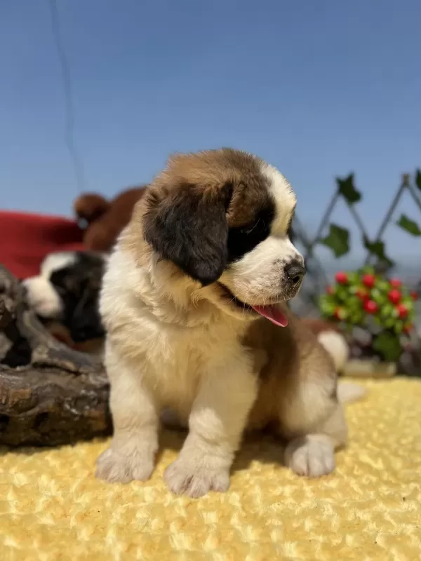 Heybetli Üst Kalite St Bernard Yavrular